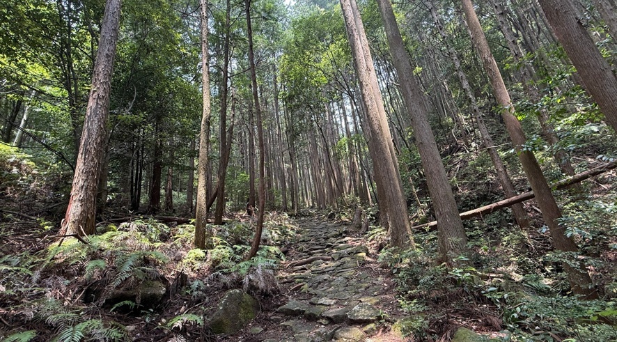 尾鷲（おわせ）ひのきの新たな魅力を発見しました