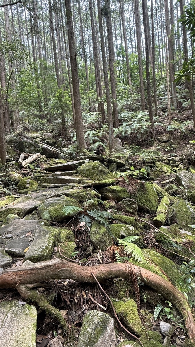 世界文化遺産「熊野古道」と日本三大人工美林「尾鷲ヒノキ」を散策しました（令和7年7月8日）