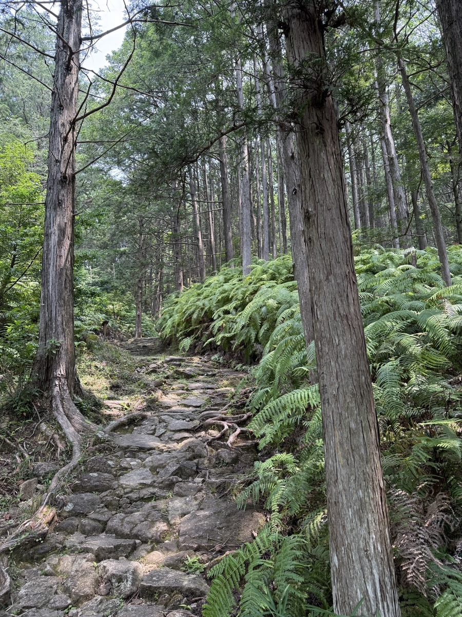 世界文化遺産「熊野古道」と日本三大人工美林「尾鷲ヒノキ」を散策しました（令和7年7月8日）