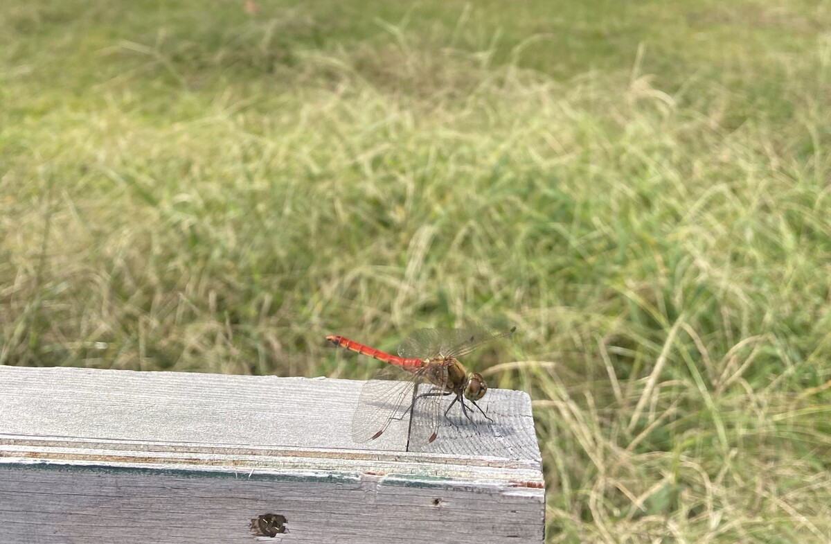 朝霞市イロドリマルシェに参加しました